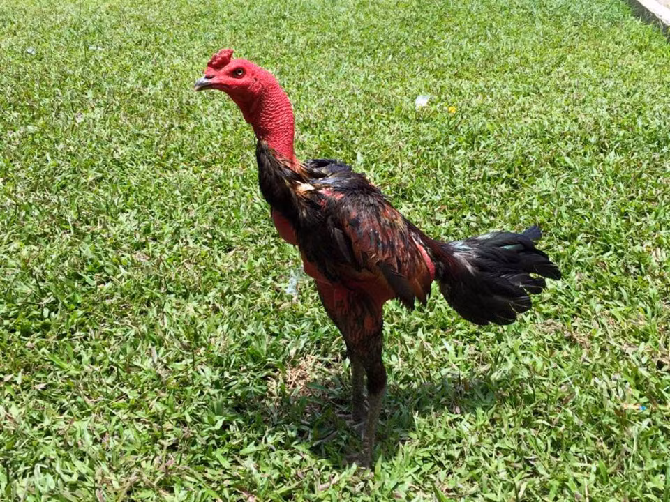 Có những chú gà chọi còn được định giá 'khủng' từ 300-500 triệu đồng/con. (Ảnh: Thanh Tâm/Vietnam+)