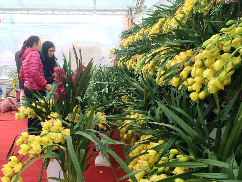 Gian hàng hoa địa lan nổi bật tại Hội chợ thu hút người mua chơi Tết. (Ảnh: Thanh Tâm/Vietnam+)