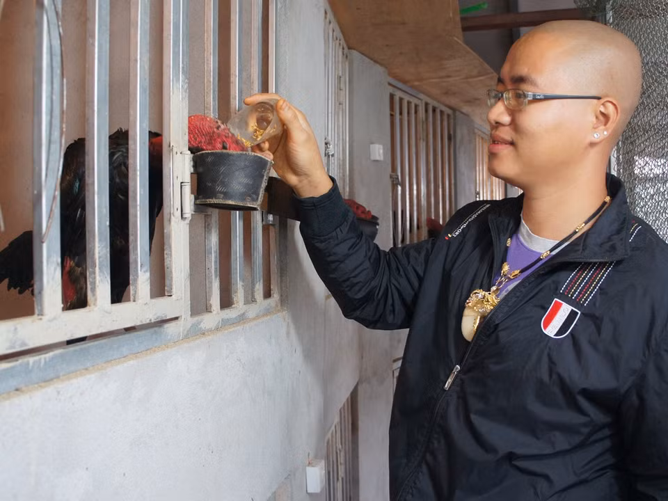 Mỗi ngày gà chọi được cho ăn ba bữa. (Ảnh: Thanh Tâm/Vietnam+)