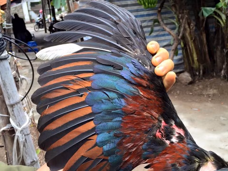 Màu mã một con gà đẹp như màu ô tía (màu lông đen phẩy đỏ). (Ảnh: Thanh Tâm/Vietnam+)