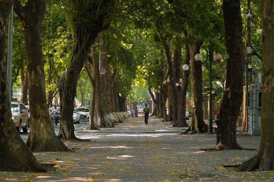 Đường Phan Đình Phùng từ lâu đã được cho là con đường đẹp nhất Hà Nội với những hàng cây tỏa bóng xanh mượt. (Ảnh: Minh Hiếu/Vietnam+)