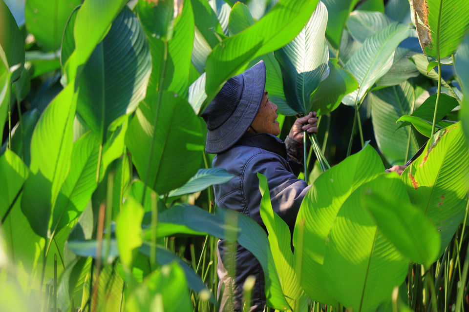 Nhiều hộ dân cho hay năm nay lá dong được mùa và được giá, ai nấy đều phấn khởi có một vụ Tết ấm no. (Ảnh: Hoài Nam/Vietnam+)