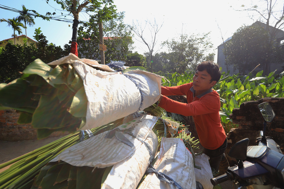 Lá dong được vận chuyển chủ yếu tới các làng nghề gói bánh chưng và lái buôn đến làng xem và lấy hàng. (Ảnh: Hoài Nam/Vietnam+)