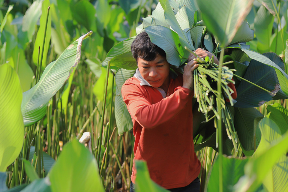 Lá dong loại trung bình có giá từ 100-120 nghìn đồng/100 lá và loại nhỏ bán từ 50-70 nghìn đồng. (Ảnh: Hoài Nam/Vietnam+)