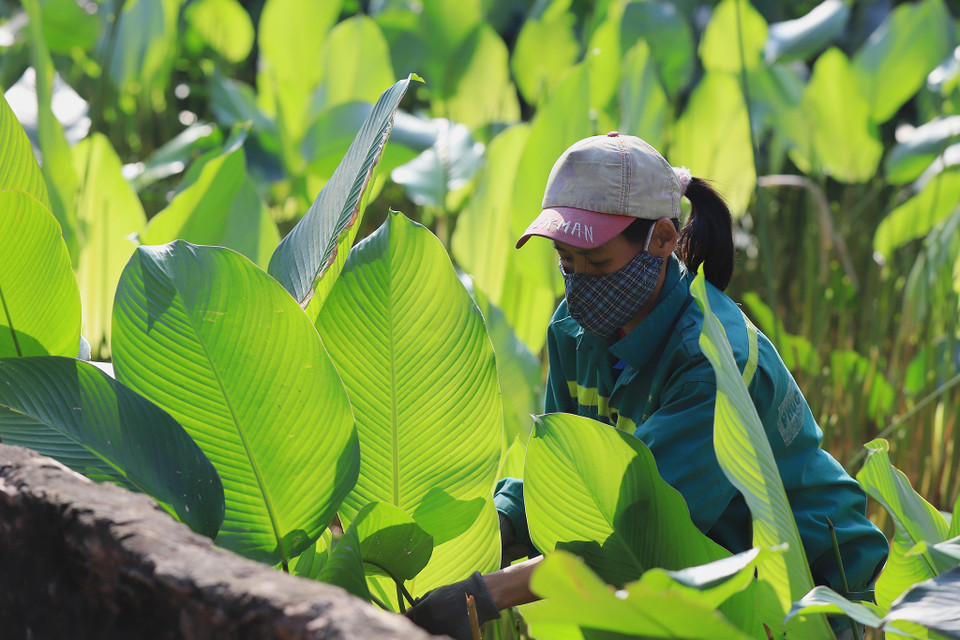 Năm nay các hộ trồng lá dong ngoài ruộng lớn bị hỏng lá nhiều do thời tiết khắc nghiệt, những vườn lá dong cạnh nhà có tán cây che nên sản lượng đạt nhiều và lá to hơn. (Ảnh: Hoài Nam/Vietnam+)