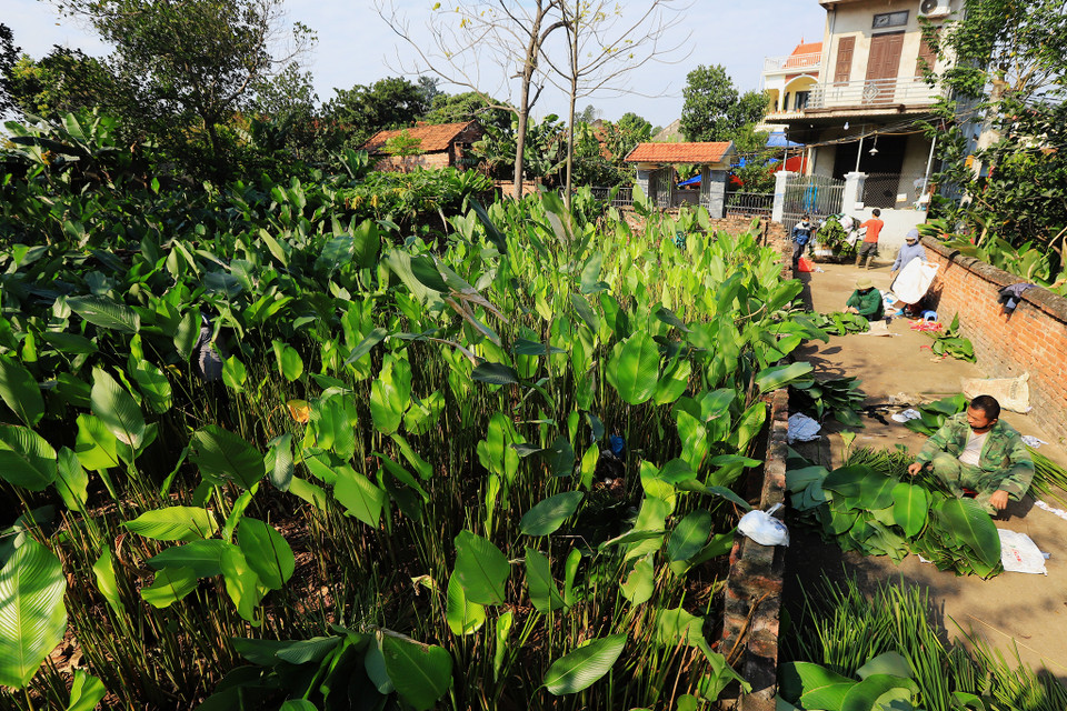 Thời điểm này, làng lá dong truyền thống ở thôn Tràng Cát (Thanh Oai, Hà Nội) đang bắt đầu vào chính vụ. Các hộ dân còn giữ nghề đang tất bật cắt lá để kịp cho nhu cầu gói bánh chưng dịp Tết. (Ảnh: Hoài Nam/Vietnam+)