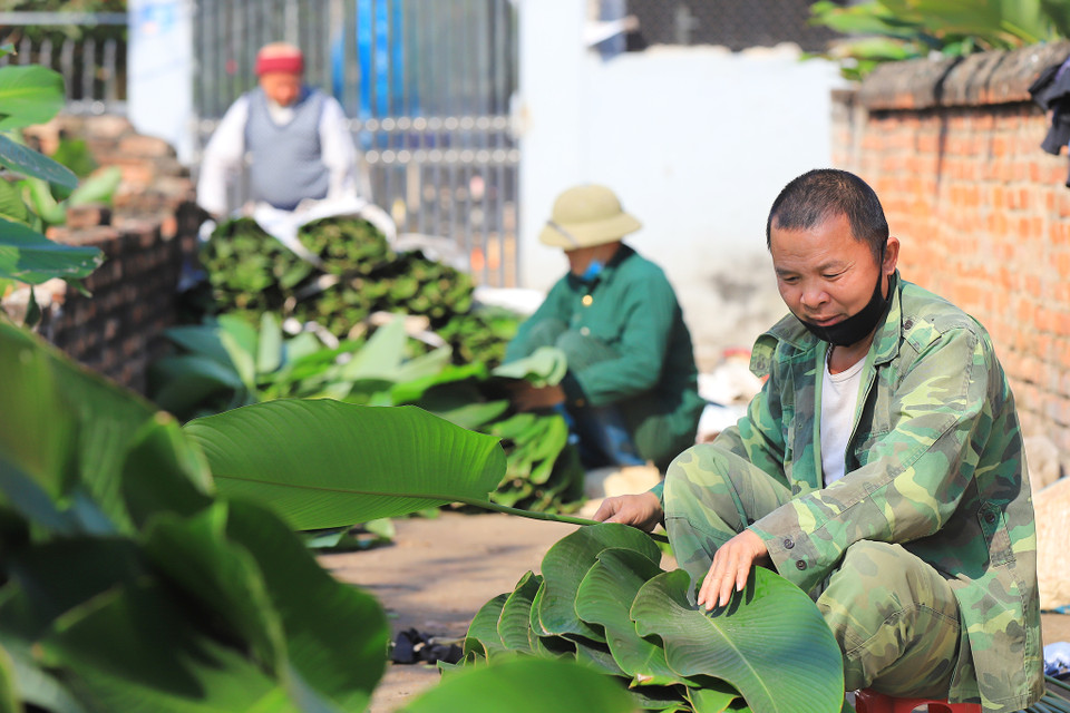 Gia đình nhà ông Phạm Văn Vọng cứ đến độ qua rằm tháng Chạp lại huy động tất cả nhân công trong gia đình để hái lá dong. (Ảnh: Hoài Nam/Vietnam+)