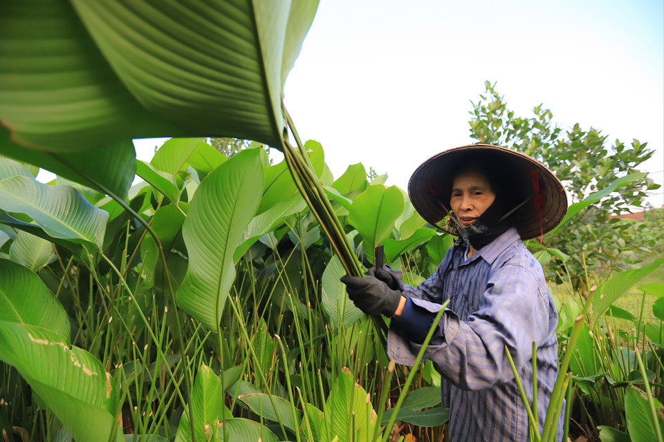 Người dân ở đây cho biết lá dong là ngành nghề truyền thống có từ thời thành lập làng đến nay . (Ảnh: Hoài Nam/Vietnam+)