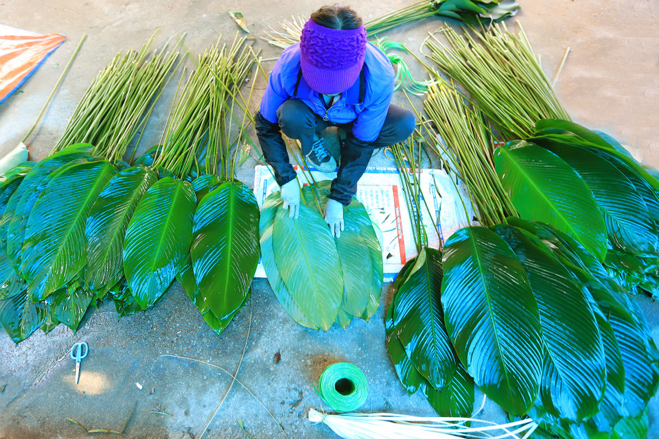 Những hộ gia đình trồng nhiều phải thuê thêm thợ để phân loại lá dong và bó thành từng bó. (Ảnh: Hoài Nam/Vietnam+)