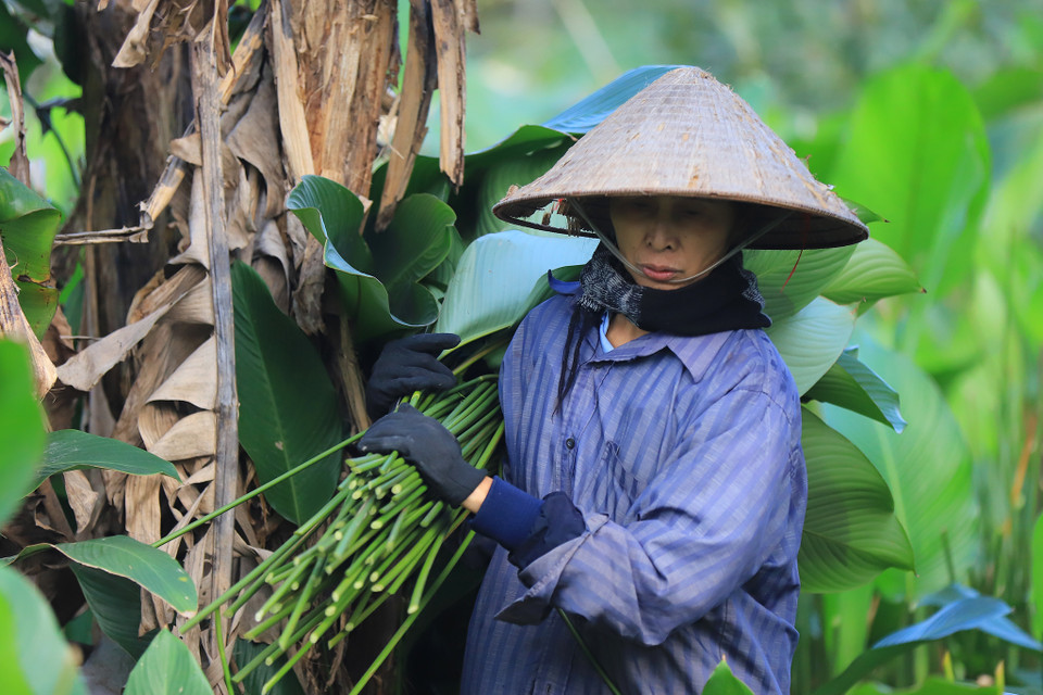 Đã nhiều năm bền bỉ để thoát nghèo từ lá dong, bà Lộc cho biết trồng và thu hoạch lá dong đỡ vất vả hơn trồng lúa và trồng hoa màu. (Ảnh: Hoài Nam/Vietnam+)