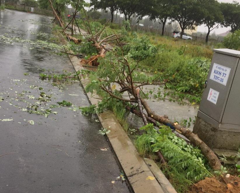Gió làm bật gốc cây đổ xuống vỉa hè trong khuôn viên khu Đô thị FPT Đà Nẵng, Quận Ngũ Hành Sơn. (Ảnh: Ái Phương/Vietnam+)