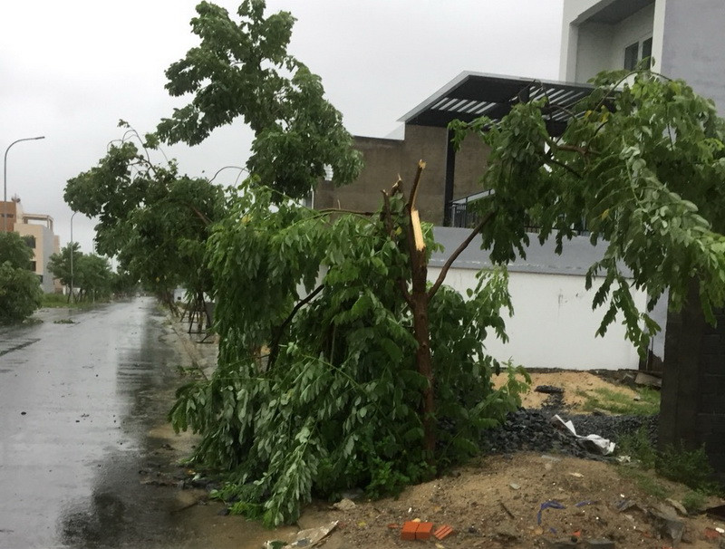 Không chỉ những cây nhỏ bị sức gió làm gãy đôi. (Ảnh: Ái Phương/Vietnam+)