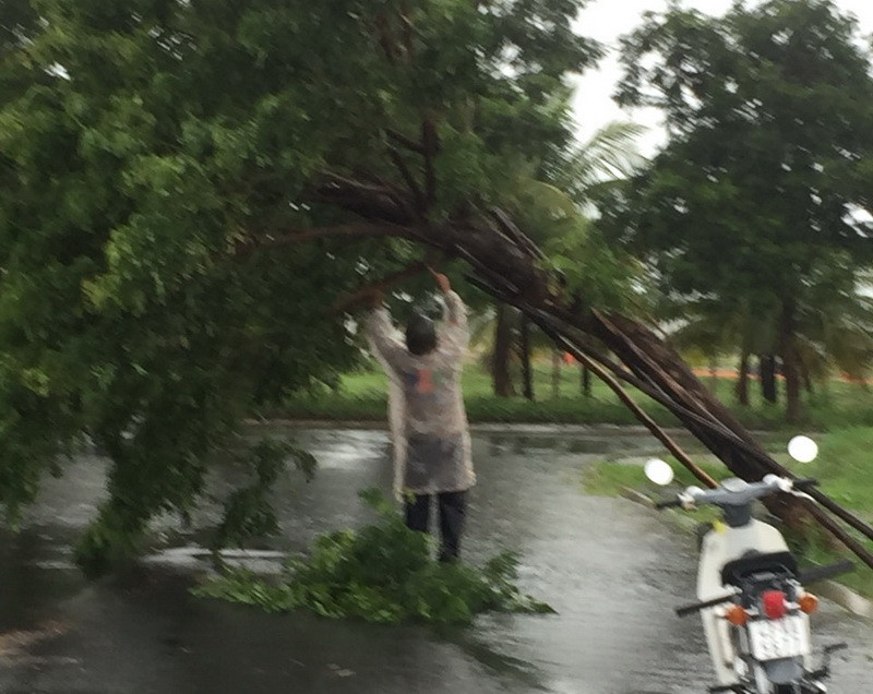 Cây đổ ngang đường đi tại khu Đô thị FPT Đà Nẵng, quận Ngũ Hành Sơn) cản trở và gây nguy hiểm cho cư dân khi đi lại (Ảnh: Ái Phương/Vietnam+)