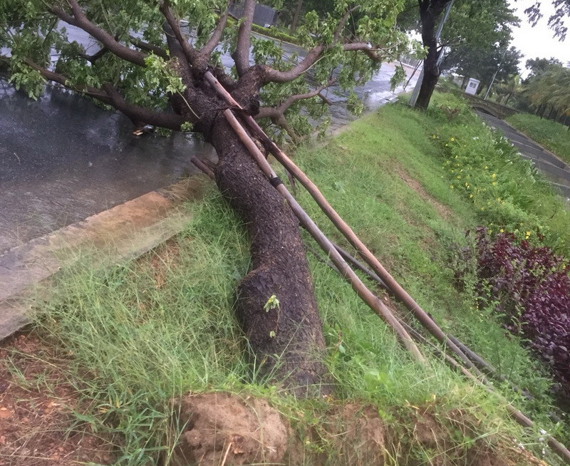 mà cả những gốc cây lâu năm cũng bị bật... (Ảnh: Ái Phương/Vietnam+)