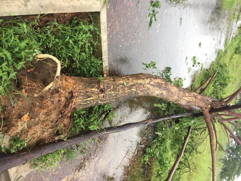 Ngay tại thành phố, gió mạnh khiến nhiều cây bị gãy rạp. Trong ảnh: cây tại khu Đô thị FPT Đà Nẵng tại quận Ngũ Hành Sơn bị bật gốc (Ảnh: Ái Phương/Vietnam+)