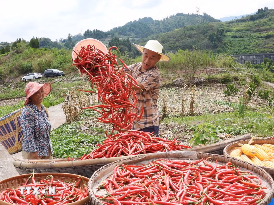 Nông dân phơi ớt vừa thu hoạch tại tỉnh Tứ Xuyên, Trung Quốc, ngày 7/8/2026. (Ảnh: THX/TTXVN phát)