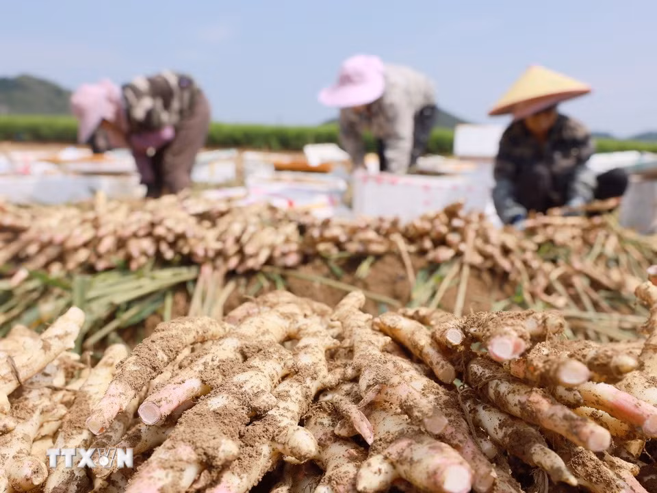 Nông dân thu hoạch gừng tại Khu tự trị dân tộc Choang Quảng Tây, miền Nam Trung Quốc, ngày 7/8/2026. (Ảnh: THX/TTXVN phát)