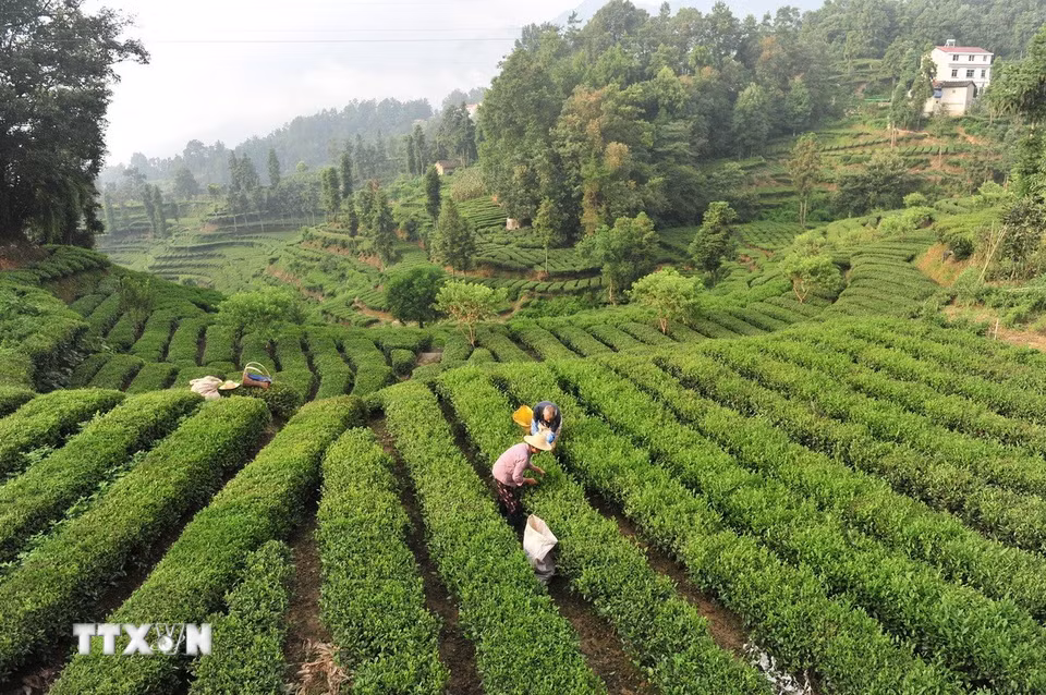 Nông dân thu hái chè tại đồi chè ở tỉnh Hồ Bắc, Trung Quốc, ngày 7/8/2026. (Ảnh: THX/TTXVN phát)
