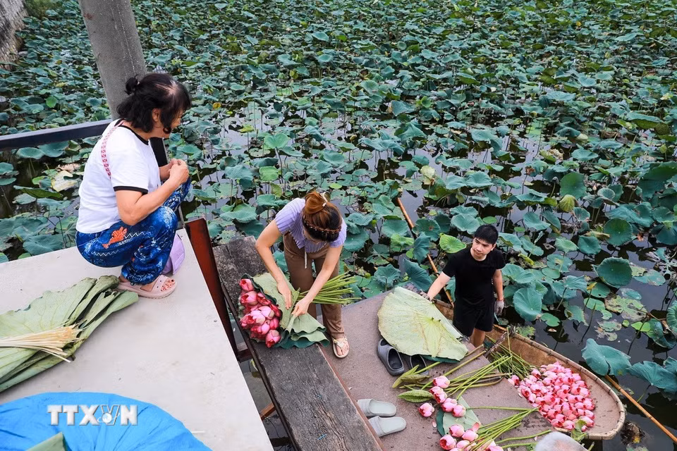 Hoa sen Bách Diệp để ướp trà phải được hái vào khoảng thời gian từ 4 - 5h sáng khi chưa có ánh nắng mặt trời, hoa còn ngậm đủ sương gió của đất trời, đúng độ hàm tiếu, hé miệng sáo, làn hương còn được phong kín bởi những cánh mỏng hồng tươi là thời điểm cho hương tốt nhất. (Ảnh: Khánh Hoà/TTXVN)