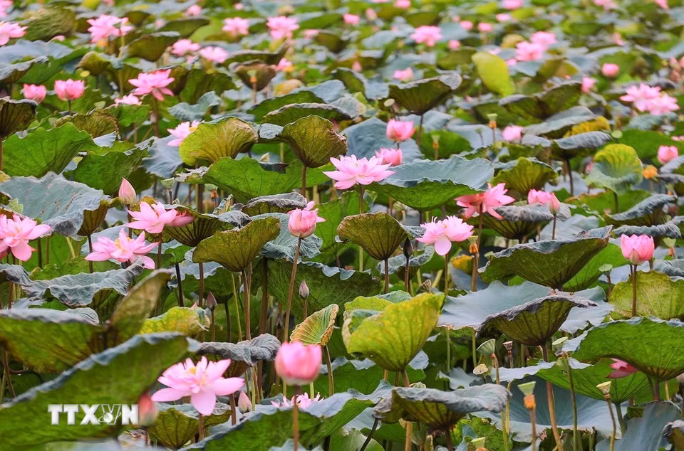 Sen Bách Diệp Hồ Tây từ lâu đã là một giống sen quý bởi bông lớn, khi nở to như hai bàn tay, có trăm cánh, xếp lớp bao bọc lấy nhụy, đài và gạo sen, giữ cho sen một mùi thơm thuần khiết, ngát đượm. Mùa sen ở Hồ Tây bắt đầu từ tháng 5, tháng 6 hàng năm là mùa duy nhất để các nghệ nhân Quảng An, hái sen về ướp trà. (Ảnh: Khánh Hoà/TTXVN)