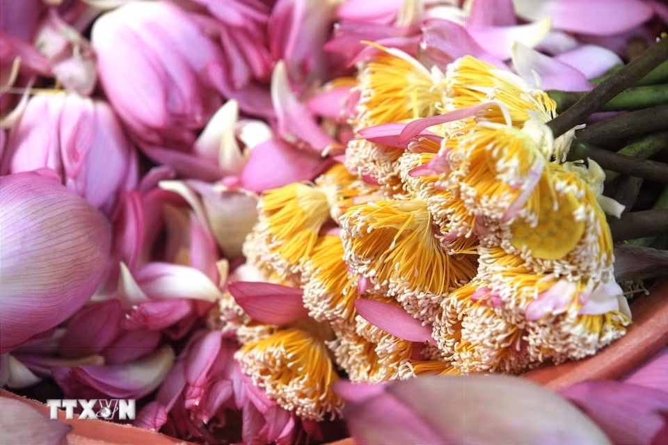 Gạo sen (hay còn gọi là gạo hoa sen) là bộ phận nằm trên bông hoa sen, phần có màu trắng, nhìn giống hạt gạo, nằm trên phần đầu của tua sen là nơi tập trung nhiều hương nhất của hoa sen, được ví như "túi thơm" của bông hoa sen. (Ảnh: Khánh Hoà/TTXVN)