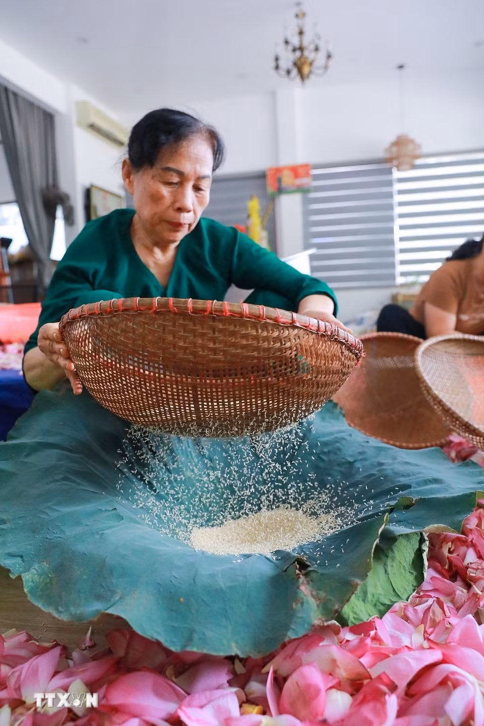 Mỗi lạng gạo sen phải cần tới 100-120 bông sen. (Ảnh: Khánh Hoà/TTXVN)