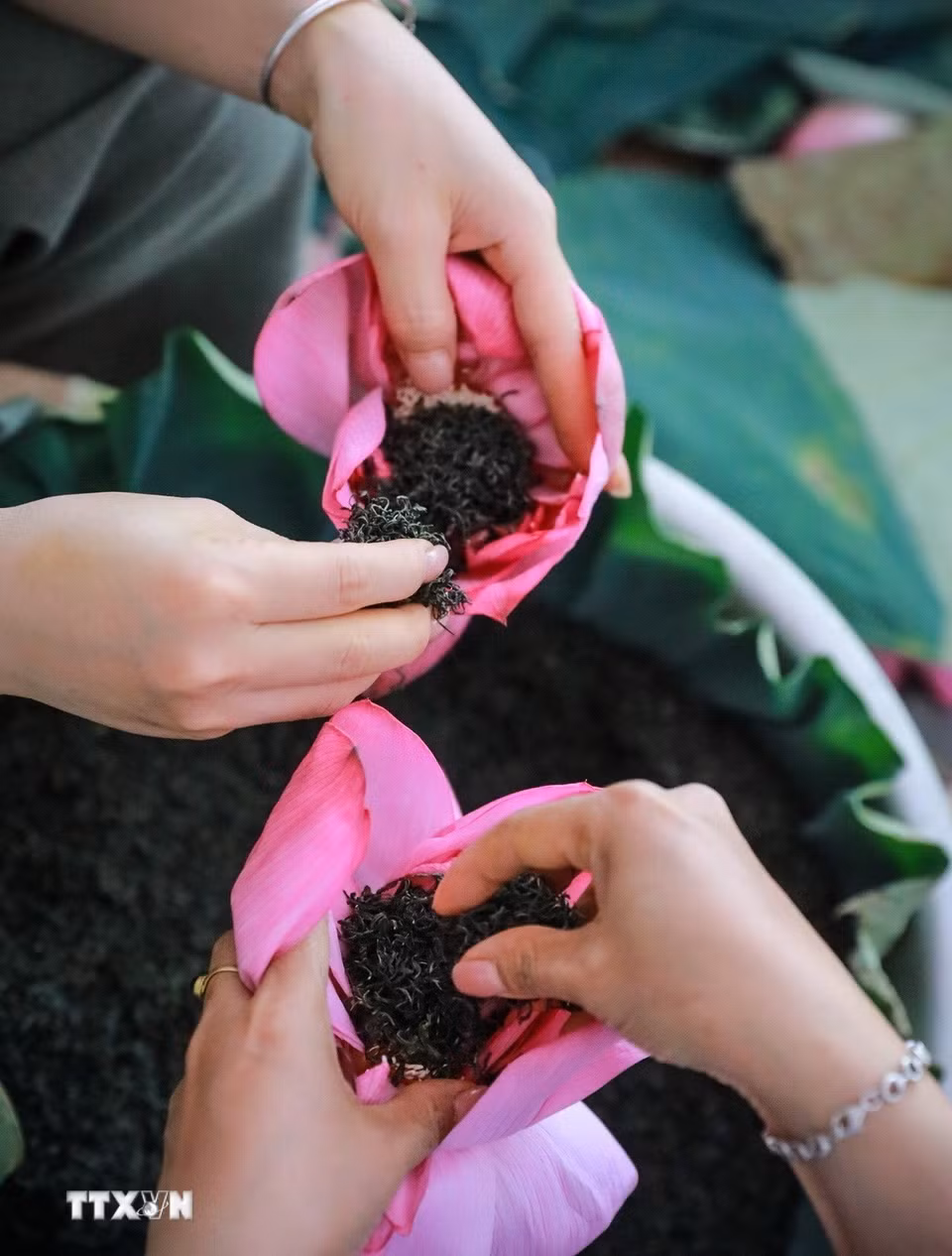 Trà sen bông tuy không cầu kỳ, tinh tế hương sen ngấm vào trà cũng không bằng trà ướp sen truyền thống nhưng cũng có nhiều ưu điểm về thời gian hoàn thành, cung cấp số lượng lớn cho thị trường, người thưởng trà vẫn cảm nhận được vị thơm đặc trưng của sen Bách Diệp Hồ Tây. (Ảnh: Khánh Hoà/TTXVN)