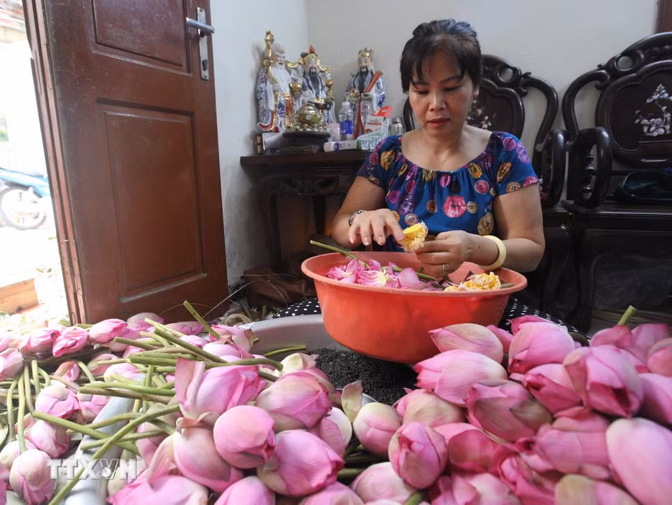 Công đoạn lấy gạo sen được coi là khó nhất trong các bước làm trà sen đòi hỏi người nghệ nhân phải nhanh tay, khéo léo để hạt gạo không nát, bay mất hương thơm, giảm chất lượng của sản phẩm. (Ảnh: Khánh Hoà/TTXVN)
