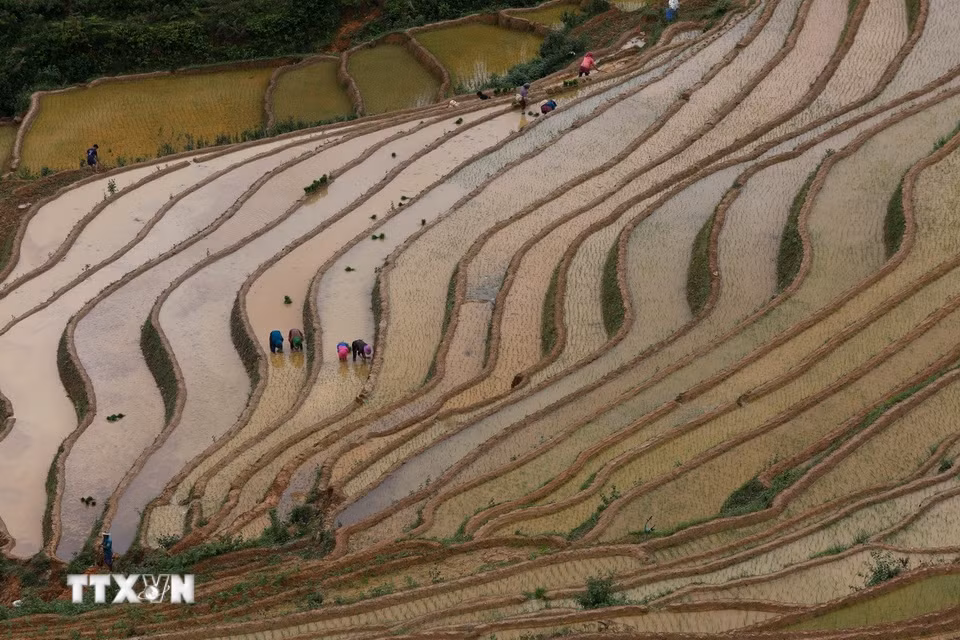 Người dân vùng cao Mù Cang Chải (Lào Cai) bước vào vụ lúa mới. (Ảnh: Tuấn Anh/TTXVN)