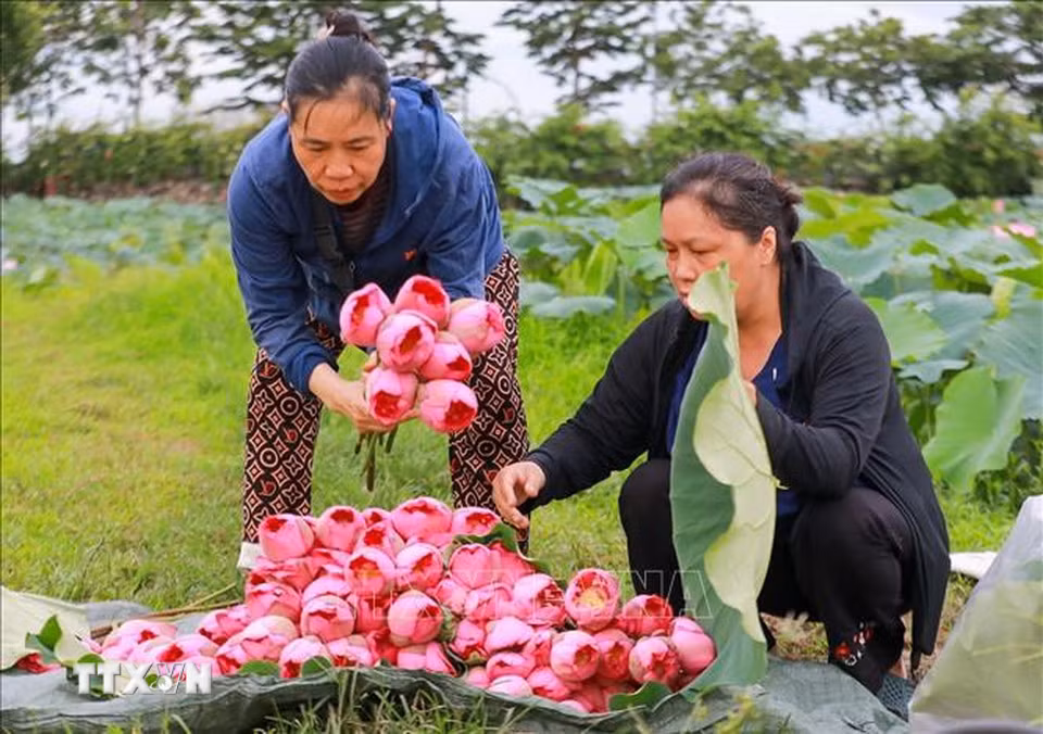 Tự tay lựa chọn cẩn thận từng bông sen Bách Diệp hàm tiếu đúng độ để đem về ướp trà. (Ảnh: Khánh Hoà/TTXVN)