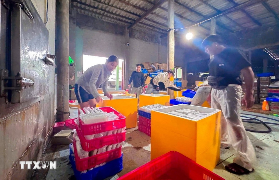 Hơn 500kg cá tươi được Chi hội Du lịch Phú Quý (đặc khu Phú Quý, tỉnh Lâm Đồng) gửi vào đất liền để chế biến tiếp tế cho người dân vùng lũ. (Ảnh: TTXVN phát)