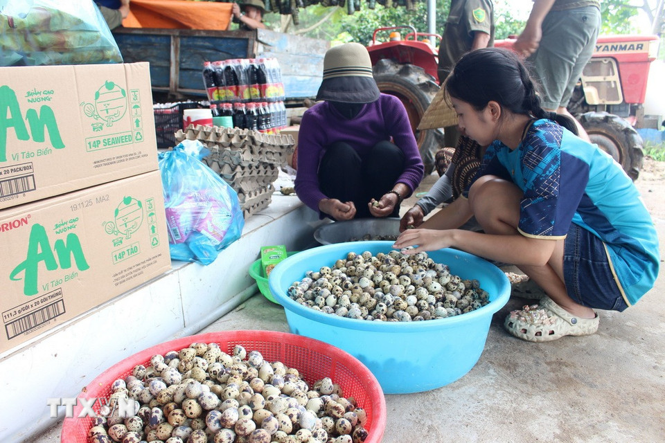 Người dân xã Hàm Tân, tỉnh Lâm Đồng luộc trứng gửi kèm bánh tét và hàng hóa tới người dân vùng lũ. (Ảnh: Hồng Hiếu/TTXVN)