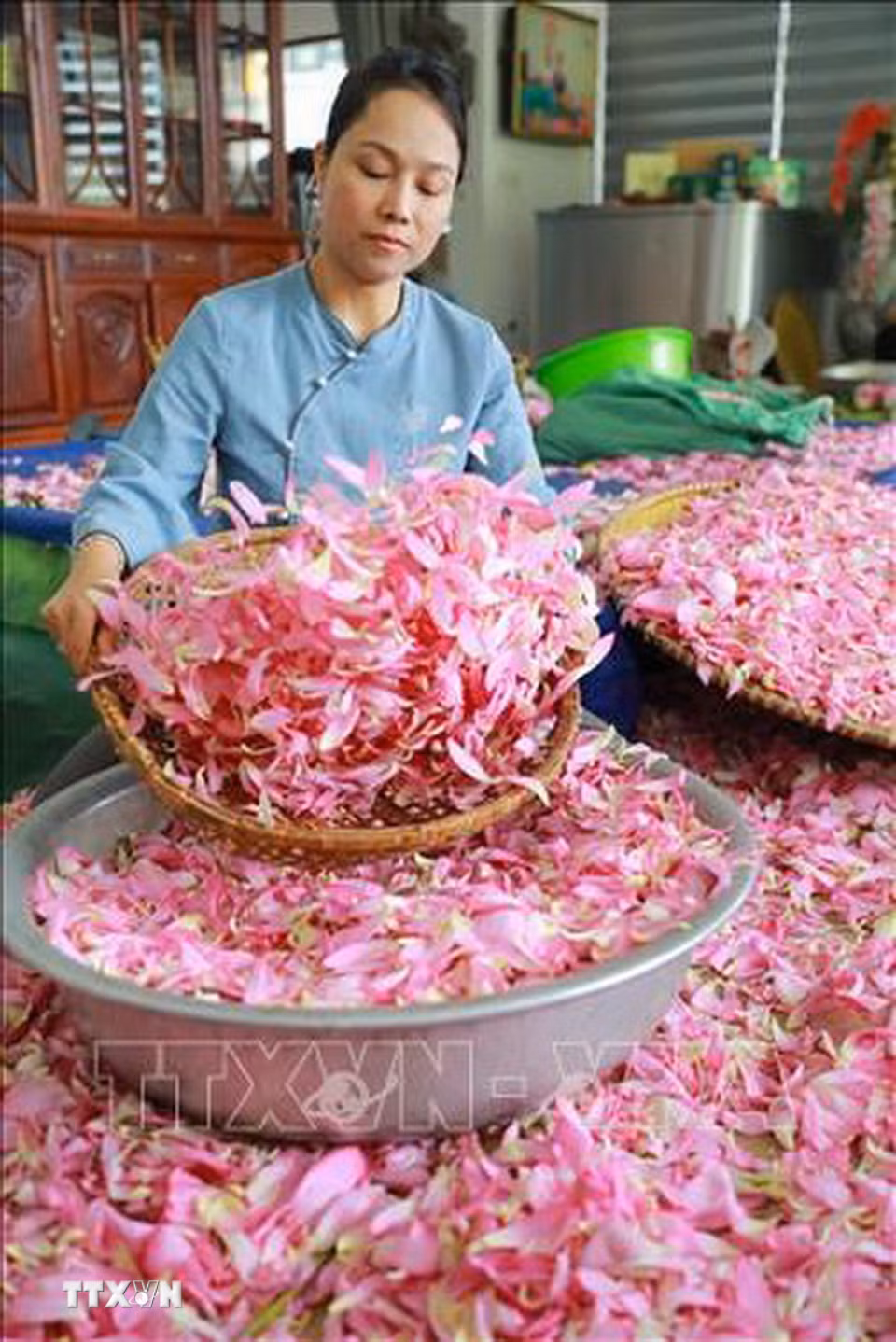 Cánh sen sau khi được tách cũng được sàng kĩ càng để chắt lọc những hạt gạo sen còn sót lại. (Ảnh: Khánh Hoà/TTXVN)