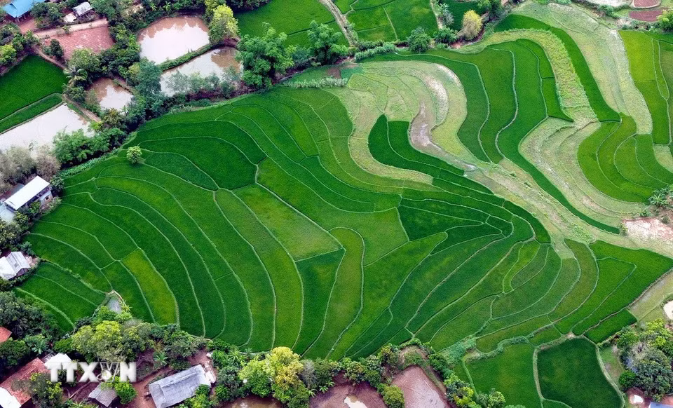 Ruộng bậc thang tại bản Tà Vài, xã Chiềng Hặc, tỉnh Sơn La. (Ảnh: Quang Quyết/TTVN)