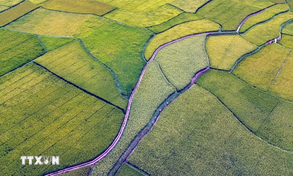 Ruộng bậc thang tại bản Hùn, phường Chiềng Cơi, tỉnh Sơn La. (Ảnh: Quang Quyết/TTXVN)