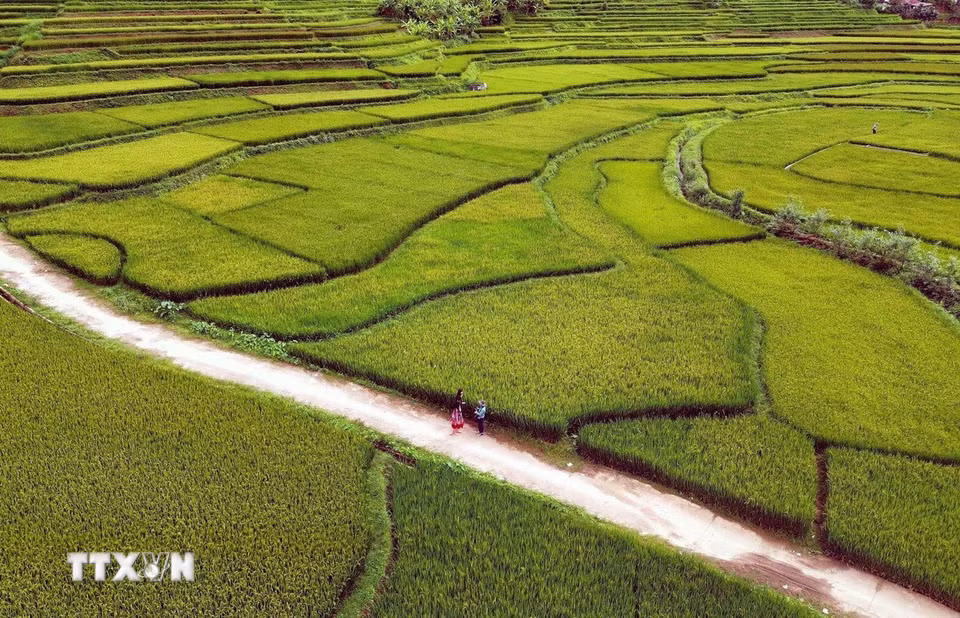 Ruộng bậc thang tại bản Hùn, phường Chiềng Cơi, tỉnh Sơn La. (Ảnh: Quang Quyết/TTXVN)