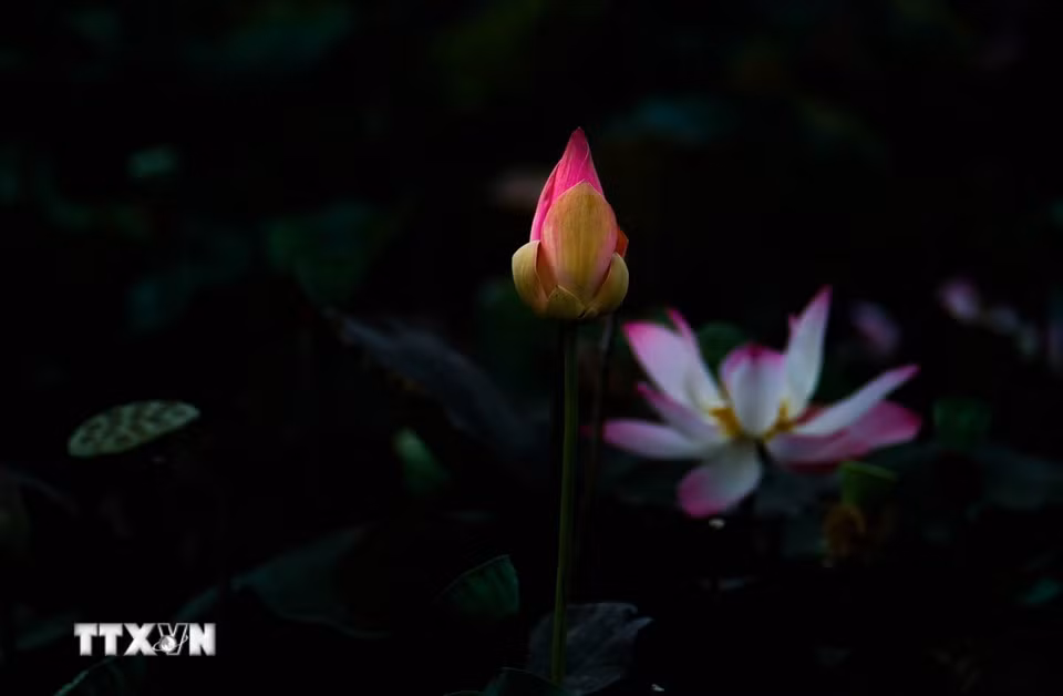 Vẻ đẹp thuần khiết của hoa sen. (Ảnh: Duy Khương/TTXVN)
