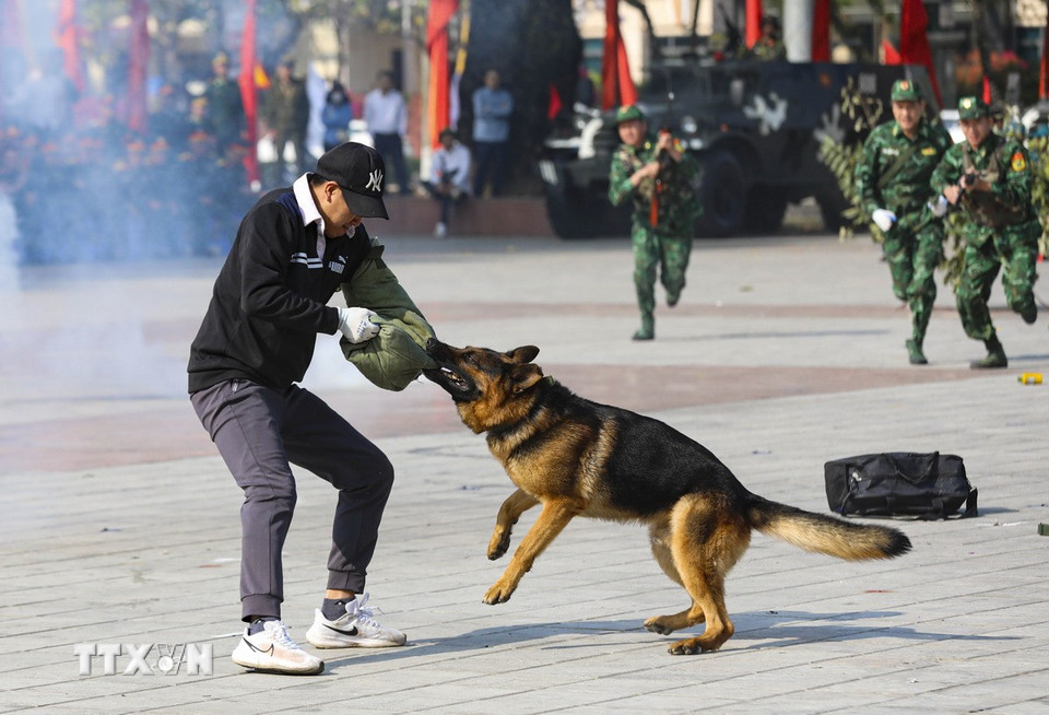 Huấn luyện chó nghiệp vụ bắt tội phạm của lực lượng Bộ đội Biên phòng tỉnh. (Ảnh: Xuân Tư/TTXVN)