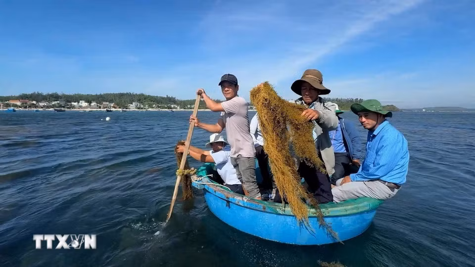 Tổ Cộng đồng bảo vệ rong mơ ở xã Đông Sơn (Quảng Ngãi) kiểm tra hoạt động khai thác rong mơ tại Hòn Nhạn. (Ảnh: Hải Âu/TTXVN)