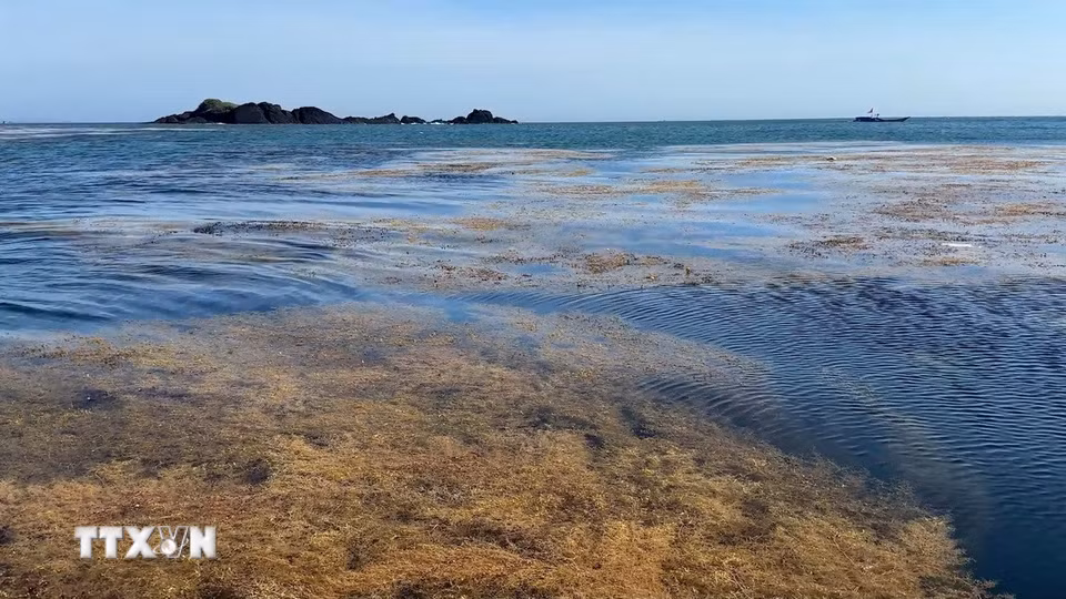 Vẻ đẹp kỳ vĩ của hệ sinh thái rong mơ tại vùng biển xã Đông Sơn, Quảng Ngãi. (Ảnh: Hải Âu/TTXVN).