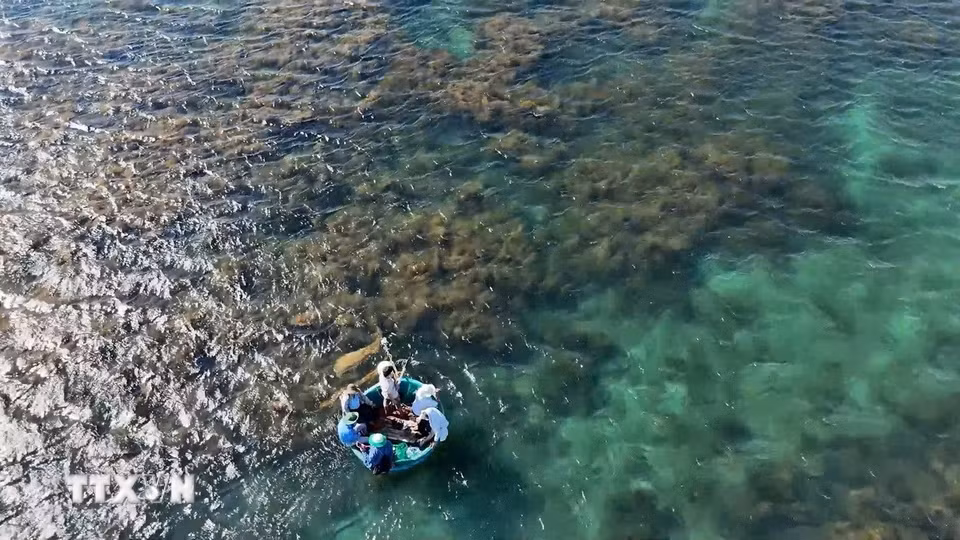 Hệ sinh thái rong mơ tại vùng biển Hòn Nhạn, xã Đông Sơn (Quảng Ngãi). (Ảnh: Hải Âu/TTXVN)