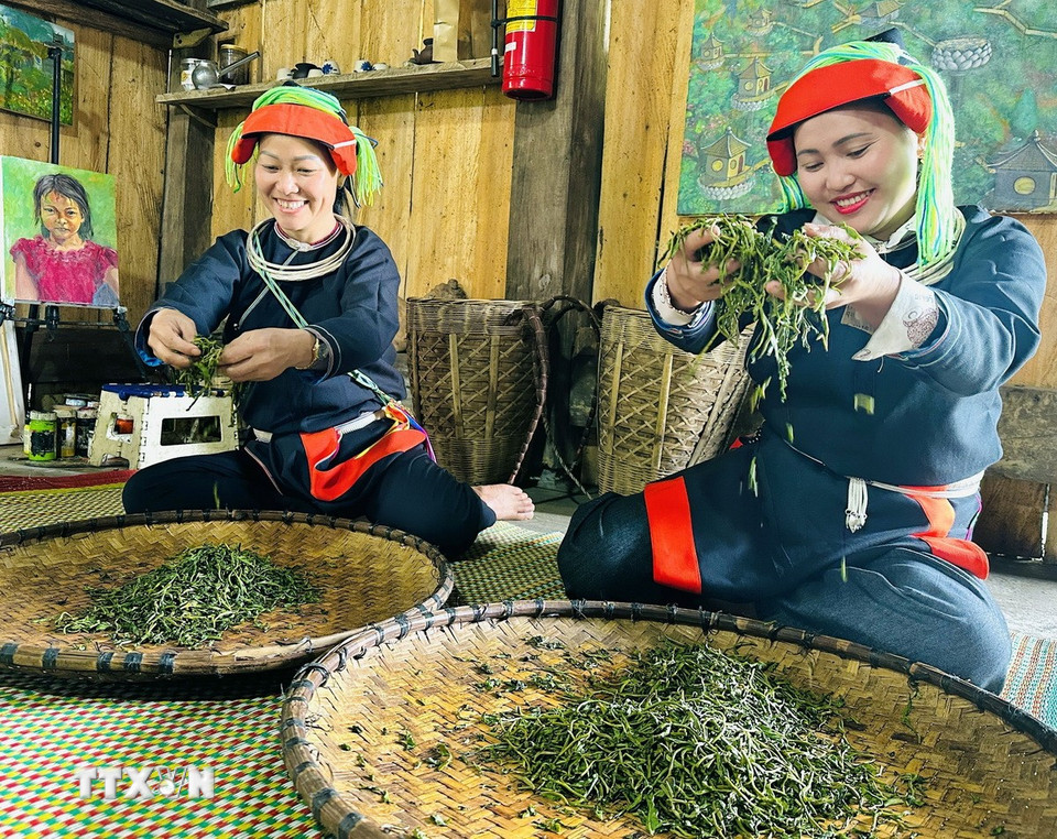 Những người phụ nữ dân tộc Dao (thôn Xà Phìn, xã biên giới Thanh Thủy, Tuyên Quang) vò chè thủ công bằng tay. (Ảnh: Đức Thọ/TTXVN)