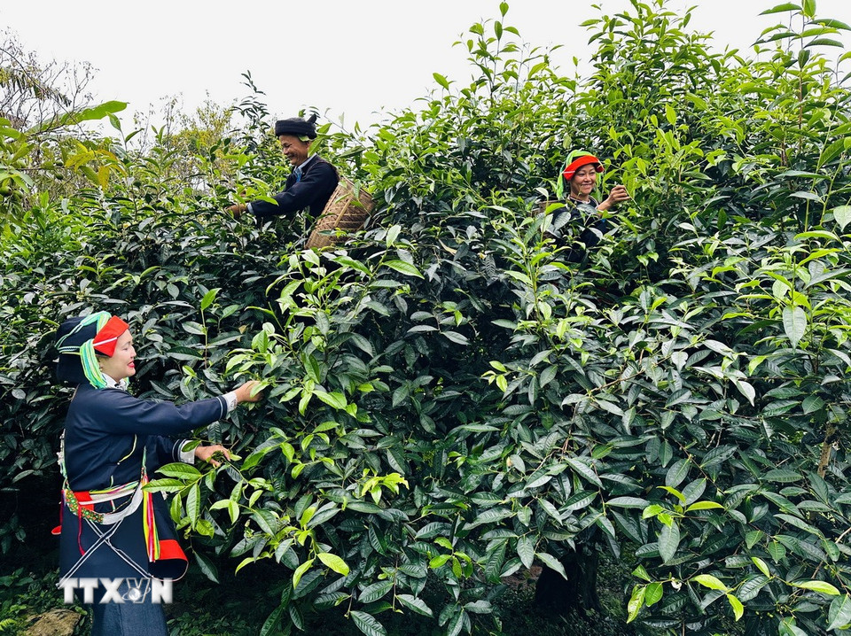 Ông Đặng Văn Háu, dân tộc Dao, Giám đốc hợp tác xã Trà Pèng, hái chè cùng người dân. (Ảnh: Đức Thọ?TTXVN)