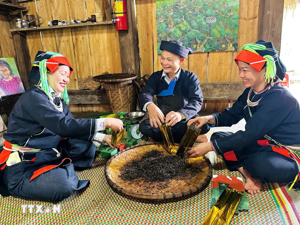 Người dân thôn Xà Phìn, xã biên giới Thanh Thủy, tỉnh Tuyên Quang, đóng gói sản phẩm Trà Pèng. (Ảnh: Đức Thọ/TTXVN)