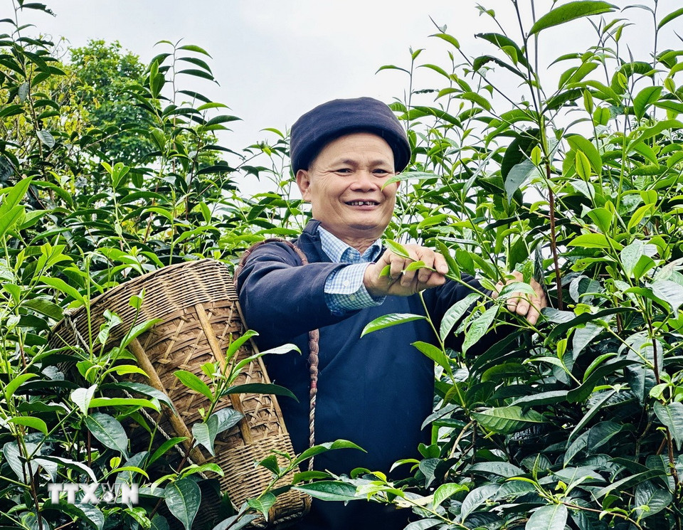 Ông Đặng Văn Háu, dân tộc Dao, Giám đốc hợp tác xã Trà Pèng, hái chè cùng người dân. (Ảnh: Đức Thọ/TTXVN)