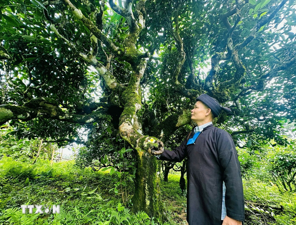 Ông Đặng Văn Háu, dân tộc Dao (thôn Xà Phìn, xã biên giới Thanh Thủy, tỉnh Tuyên Quang) đứng dưới tán cây chè Shan tuyết cổ thụ hàng trăm năm tuổi. (Ảnh: Đức Thọ/TTXVN)