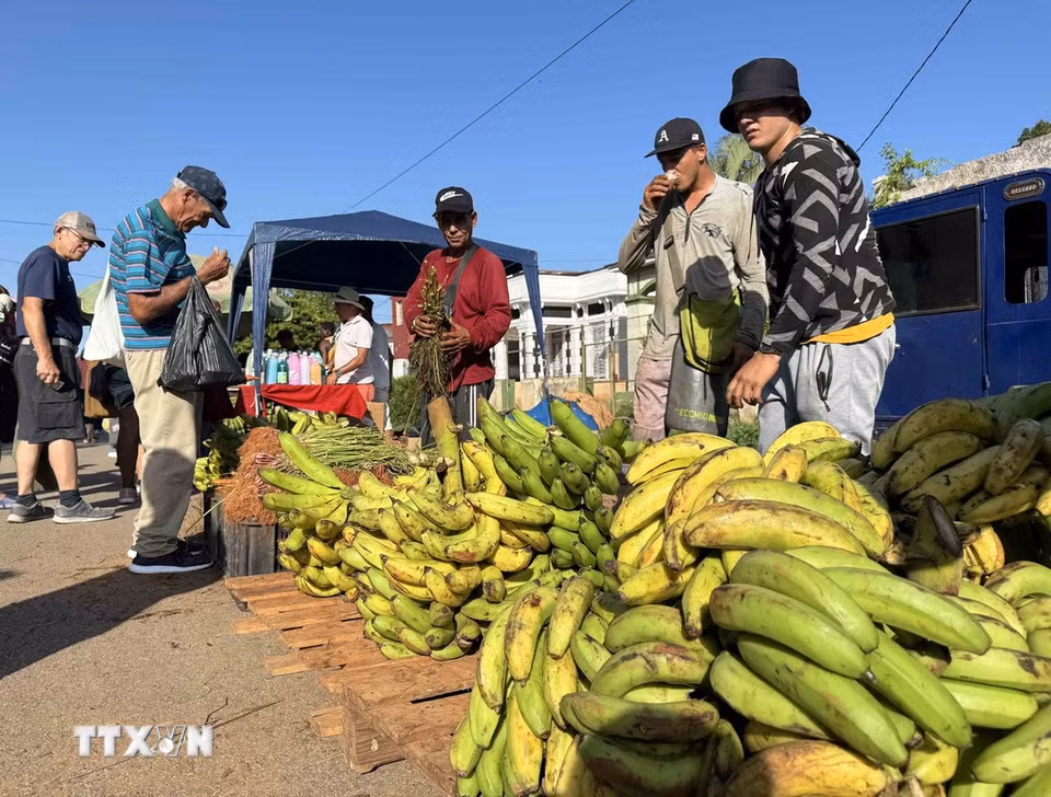 Chuối “đực” được dùng làm món chiên, rán là một nông sản đặc trưng của Cuba. (Ảnh: Việt Hùng/TTXVN)