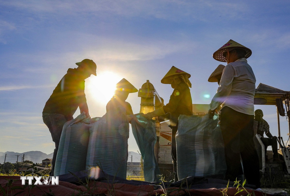 Người dân tất bật thu hoạch và đóng bao lúa để kịp vận chuyển về nhà sau vụ mùa bội thu. (Ảnh: Xuân Tư/TTXVN)