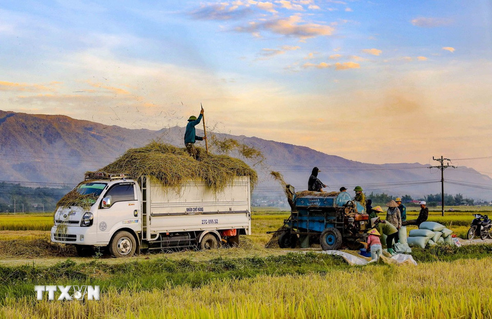 Không khí thu hoạch lúa rộn ràng trên cánh đồng Mường Thanh. (Ảnh: Xuân Tư/TTXVN)
