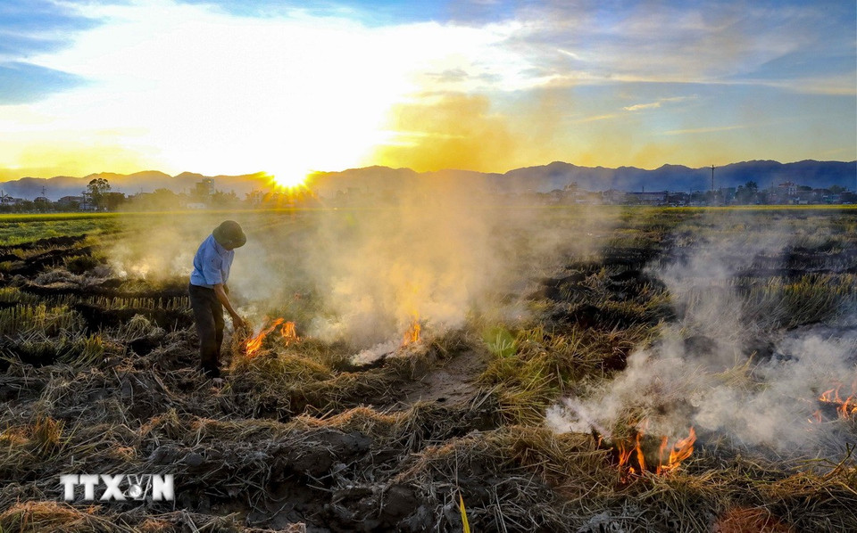 Người dân đốt gốc rạ sau khi thu hoạch xong. (Ảnh: Xuân Tư/TTXVN)